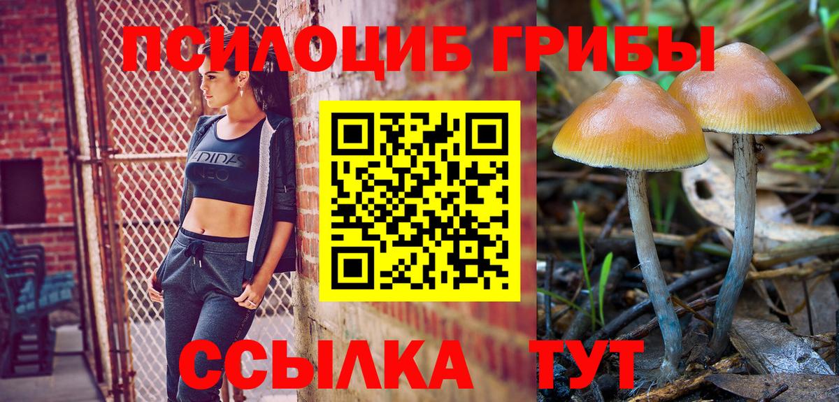 Галлюциногенные грибы Psilocybe  Вход с VPN  Вичуга 